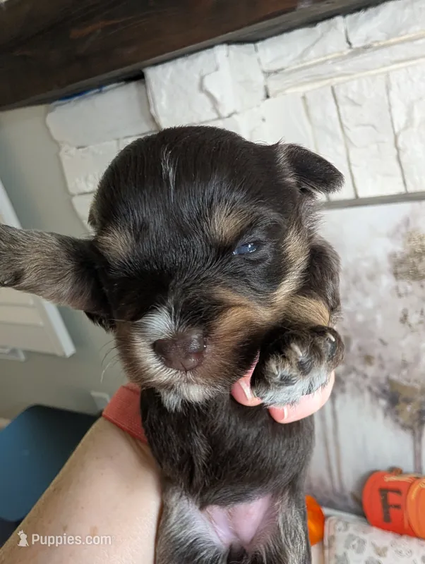 Lilly – Miniature Schnauzer puppy for sale in Fort Mill, SC
