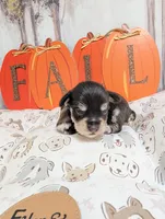 Rock, a male Miniature Schnauzer for sale in Fort Mill, SC – 3 of 6