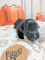 Zeus, a male Miniature Schnauzer for sale in Fort Mill, SC – 3 of 5