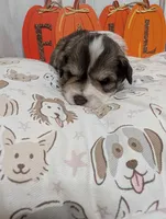 Daisy, a female Miniature Schnauzer for sale in Fort Mill, SC – 7 of 7