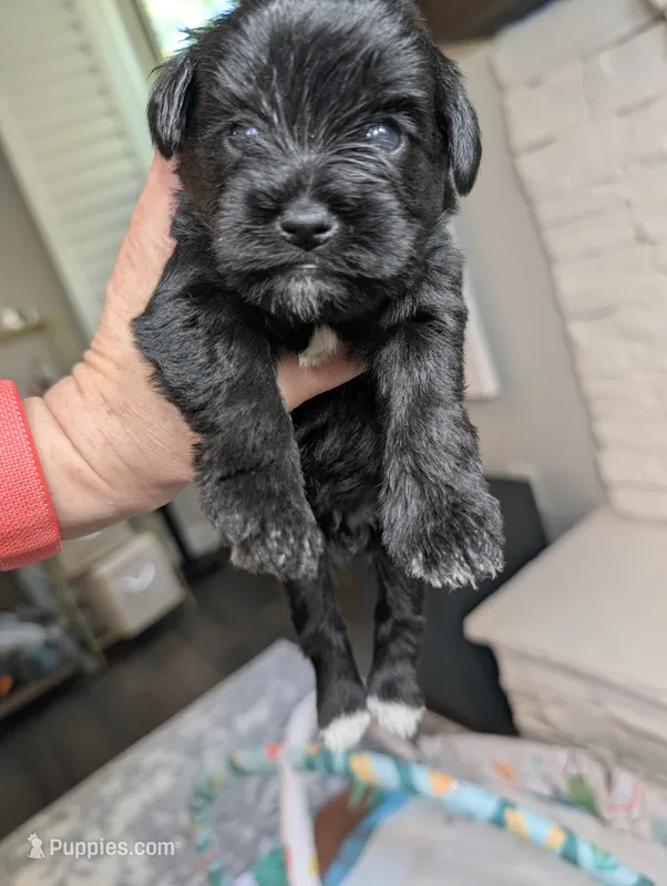 Zeus – Miniature Schnauzer puppy for sale in Fort Mill, SC