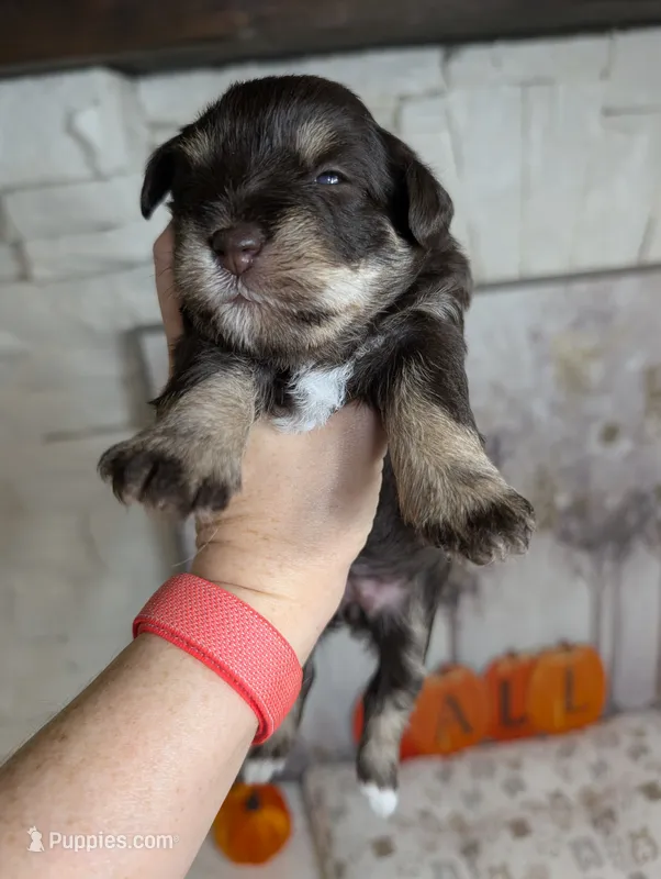 Hazel – Miniature Schnauzer puppy for sale in Fort Mill, SC