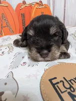 Hazel, a female Miniature Schnauzer for sale in Fort Mill, SC – 2 of 6