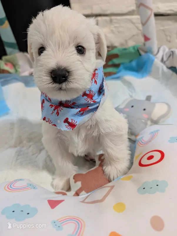 Jasper – Miniature Schnauzer puppy for sale in Fort Mill, SC