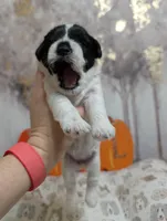 Pepper, a female Miniature Schnauzer for sale in Fort Mill, SC – 2 of 5