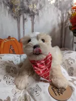 Tails, a male Miniature Schnauzer for sale in Fort Mill, SC – Photo 3 of 8