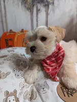 Tails, a male Miniature Schnauzer for sale in Fort Mill, SC – Photo 4 of 8