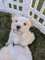 Tails, a male Miniature Schnauzer for sale in Fort Mill, SC – Photo 7 of 8