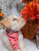 Tails, a male Miniature Schnauzer for sale in Fort Mill, SC – Photo 1 of 8