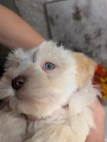 Tails, a male Miniature Schnauzer for sale in Fort Mill, SC – Photo 2 of 8