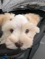 Tails, a male Miniature Schnauzer for sale in Fort Mill, SC – Photo 8 of 8