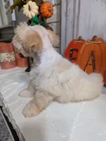 Tails, a male Miniature Schnauzer for sale in Fort Mill, SC – Photo 6 of 8