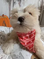 Tails, a male Miniature Schnauzer for sale in Fort Mill, SC – Photo 5 of 8