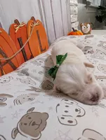 Toby, a male Miniature Schnauzer for sale in Fort Mill, SC – 4 of 6