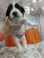 Maple, a female Miniature Schnauzer for sale in Fort Mill, SC – 5 of 6