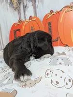 Bear, a male Miniature Schnauzer for sale in Fort Mill, SC – 5 of 6