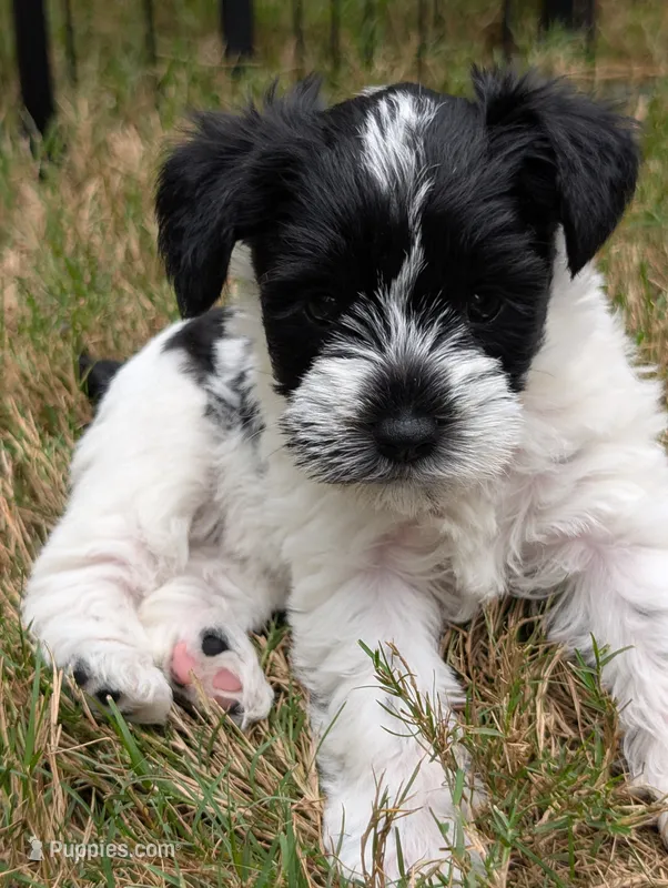 Pepper – Miniature Schnauzer puppy for sale in Fort Mill, SC
