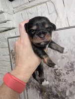 Ivy, a female Miniature Schnauzer for sale in Fort Mill, SC – 4 of 6