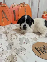 Pepper, a female Miniature Schnauzer for sale in Fort Mill, SC – 4 of 5