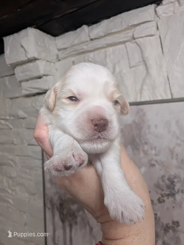 Toby – Miniature Schnauzer puppy for sale in Fort Mill, SC