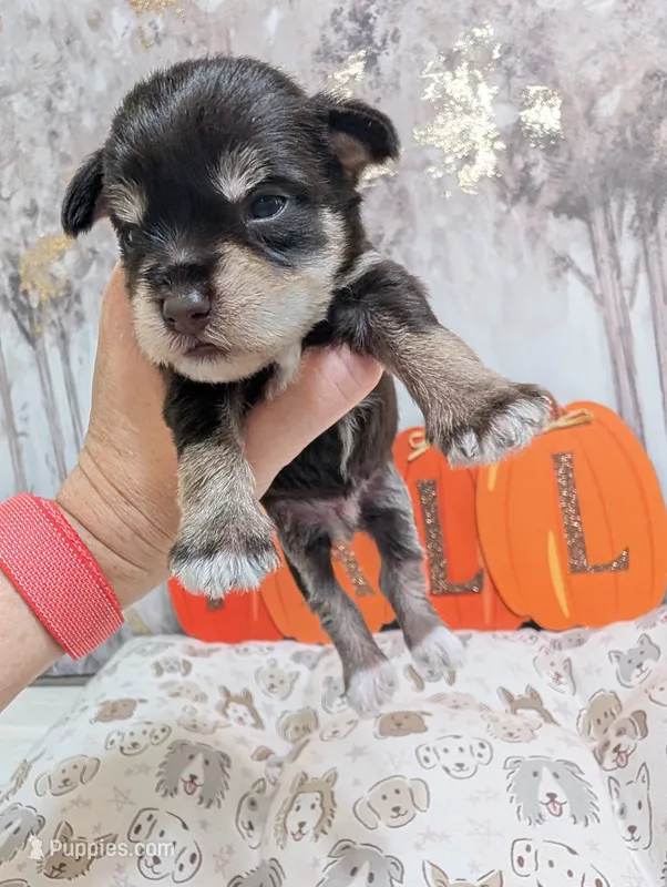 Rock – Miniature Schnauzer puppy for sale in Fort Mill, SC