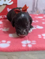 Lizzie, a female Miniature Schnauzer for sale in Fort Mill, SC – Photo 1 of 5