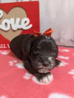 Lizzie, a female Miniature Schnauzer for sale in Fort Mill, SC – Photo 4 of 5