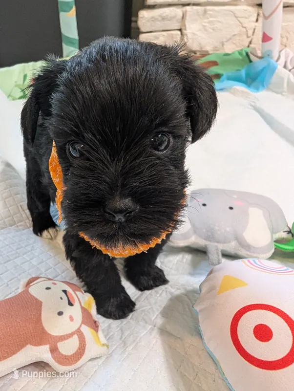 Zeus – Miniature Schnauzer puppy for sale in Fort Mill, SC