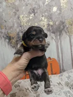 Ivy, a female Miniature Schnauzer for sale in Fort Mill, SC – 6 of 6