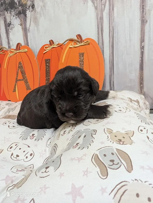Bear – Miniature Schnauzer puppy for sale in Fort Mill, SC