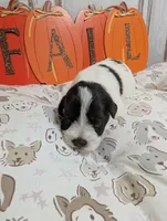Maple, a female Miniature Schnauzer for sale in Fort Mill, SC – 2 of 6