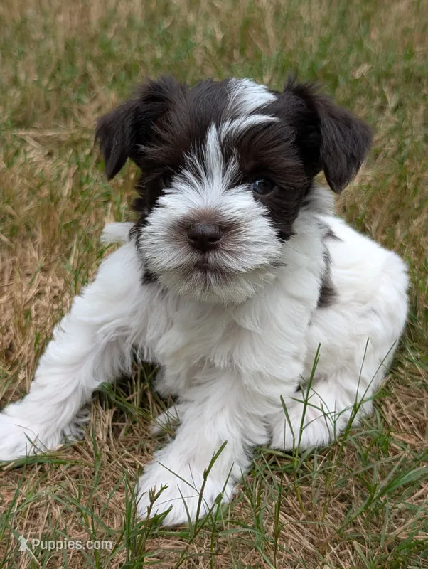 Maple – Miniature Schnauzer puppy for sale in Fort Mill, SC