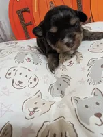 Lilly, a female Miniature Schnauzer for sale in Fort Mill, SC – 5 of 5