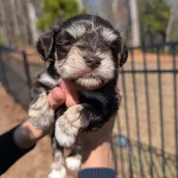 Olive, a female Miniature Schnauzer for sale in Fort Mill, SC – Photo 2 of 4