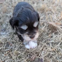 Olive, a female Miniature Schnauzer for sale in Fort Mill, SC – Photo 4 of 4