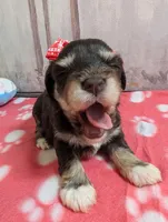 Olive, a female Miniature Schnauzer for sale in Fort Mill, SC – Photo 1 of 4