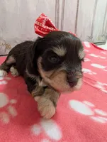 Olive, a female Miniature Schnauzer for sale in Fort Mill, SC – Photo 4 of 4