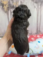 Olive, a female Miniature Schnauzer for sale in Fort Mill, SC – Photo 3 of 4