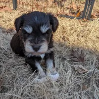Olive, a female Miniature Schnauzer for sale in Fort Mill, SC – Photo 1 of 4