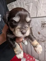 Olive, a female Miniature Schnauzer for sale in Fort Mill, SC – Photo 2 of 4