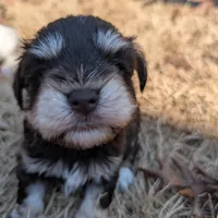 Olive, a female Miniature Schnauzer for sale in Fort Mill, SC – Photo 3 of 4