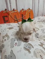 Toby, a male Miniature Schnauzer for sale in Fort Mill, SC – 6 of 6