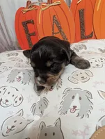 Lilly, a female Miniature Schnauzer for sale in Fort Mill, SC – 4 of 5