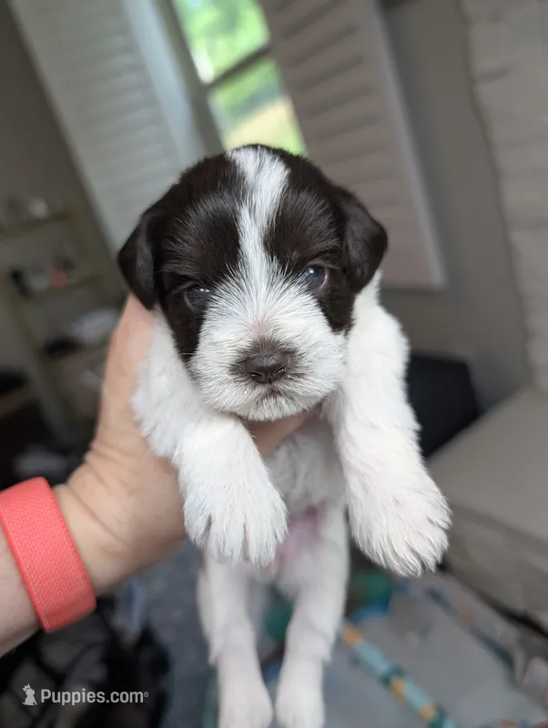 Maple – Miniature Schnauzer puppy for sale in Fort Mill, SC