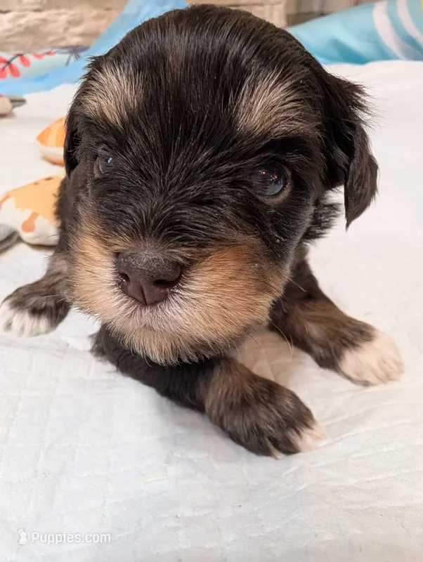Ivy – Miniature Schnauzer puppy for sale in Fort Mill, SC