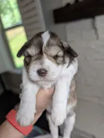 Daisy, a female Miniature Schnauzer for sale in Fort Mill, SC – 1 of 7