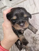Ivy, a female Miniature Schnauzer for sale in Fort Mill, SC – 3 of 6