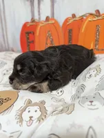 Hazel, a female Miniature Schnauzer for sale in Fort Mill, SC – 4 of 6
