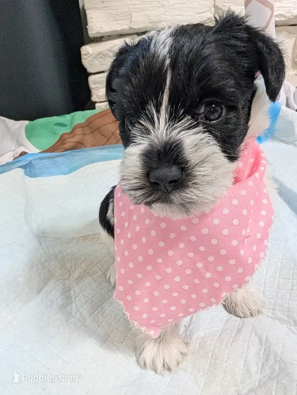 Pepper – Miniature Schnauzer puppy for sale in Fort Mill, SC