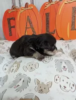 Rock, a male Miniature Schnauzer for sale in Fort Mill, SC – 2 of 6